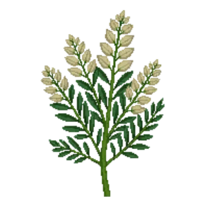 Illustration of Saltbush