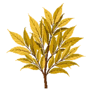Illustration of Aucuba 'Gold Dust'