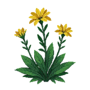 Illustration of Basket-of-gold