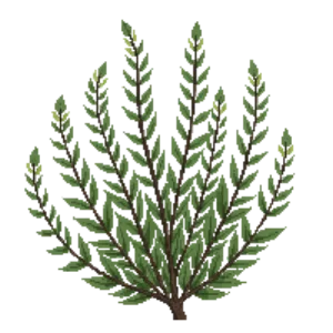 Illustration of Dwarf Coyote Brush 'Pigeon Point'