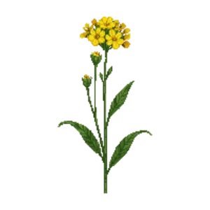 Illustration of Desert Marigold