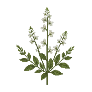 Illustration of White Wild Indigo