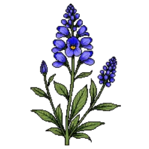 Illustration of False Indigo 'Blueberry Sundae'