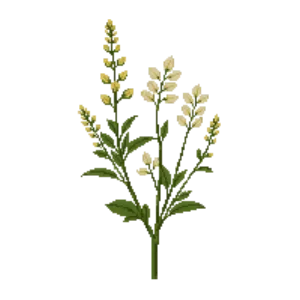 Illustration of Cream Wild Indigo