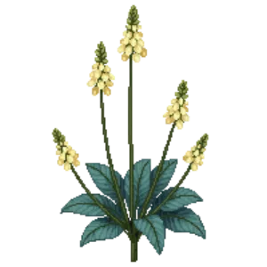 Illustration of False Indigo 'Carolina Moonlight'