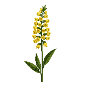 Illustration of False Indigo 'Lemon Meringue'