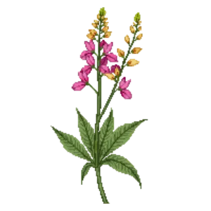 Illustration of False Indigo 'Pink Lemonade'