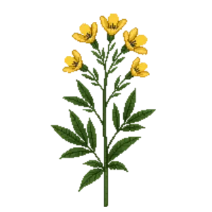 Illustration of Yellow Wild Indigo