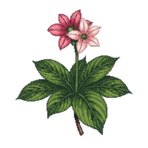 Illustration of Wax Begonia
