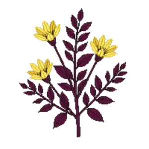 Illustration of Purple barberry