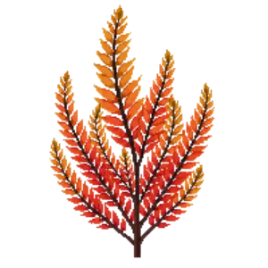 Illustration of Barberry 'Orange Rocket'