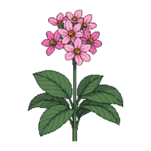 Illustration of Elephant's ears 'Baby Doll'