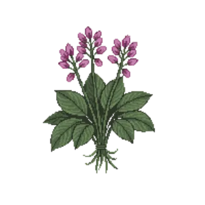 Illustration of Elephant's ears