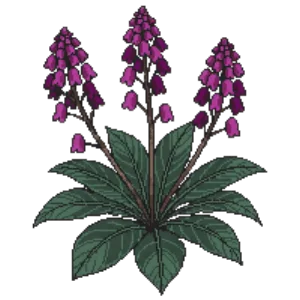 Illustration of Bergenia 'Purpurea'