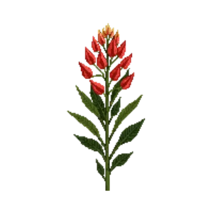 Illustration of Coral Drops