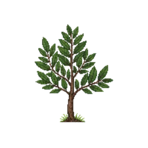 Illustration of Dwarf River Birch