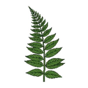 Illustration of Hard Fern