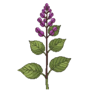 Illustration of Downy Wood Mint