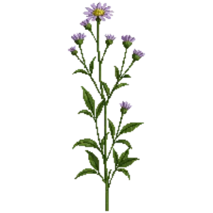 Illustration of False Aster