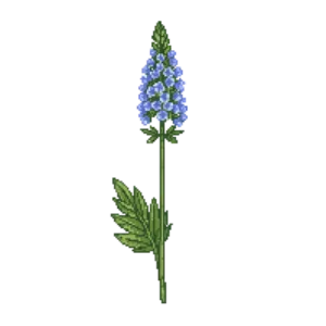 Illustration of Borage