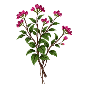 Illustration of Bougainvillea 'Barbara Karst'