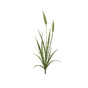 Illustration of Sideoats Grama