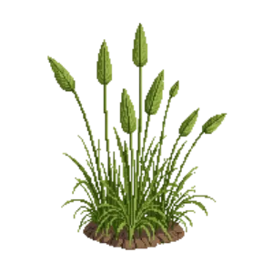 Illustration of Buffalograss