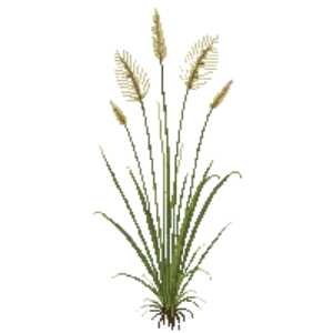 Illustration of Blue Grama 'Blonde Ambition'