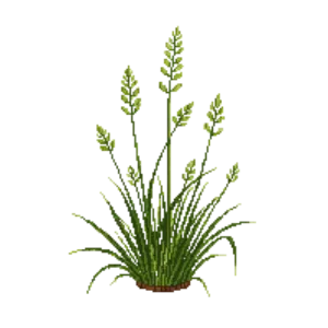 Illustration of Quaking Grass