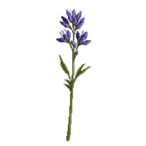 Illustration of Harvest Brodiaea