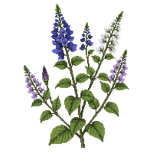 Illustration of Browallia