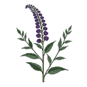 Illustration of Butterfly Bush