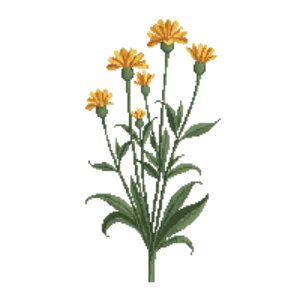 Illustration of Stalked Bulbine