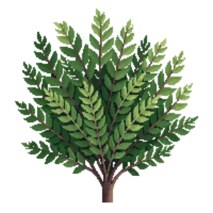 Illustration of Boxwood 'Green Gem'
