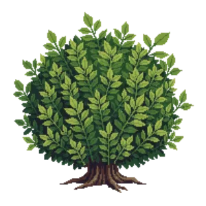 Illustration of Boxwood 'Green Velvet'