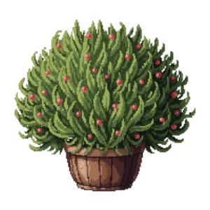 Illustration of Boxwood 'Winter Gem'