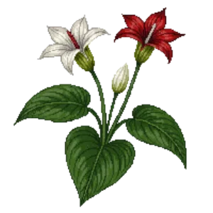 Illustration of Caladium