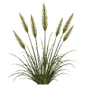 Illustration of Korean Feather Reed Grass