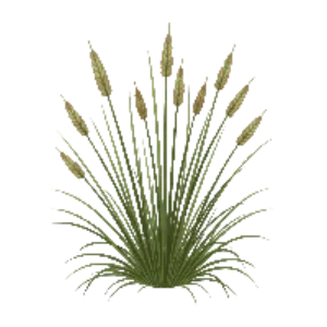 Illustration of Pacific Reedgrass