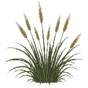Illustration of Feather Reed Grass