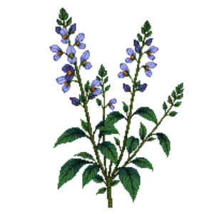 Illustration of Calamint