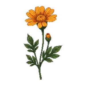 Illustration of Pot marigold