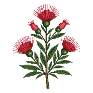 Illustration of Baja Fairy Duster