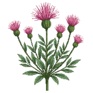 Illustration of Pink Fairy Duster