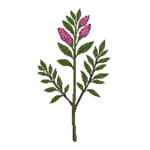 Illustration of American Beautyberry