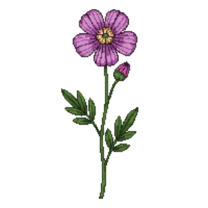 Illustration of Purple Poppy Mallow