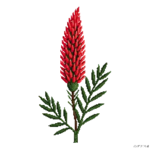 Illustration of Bottlebrush 'Splendens'