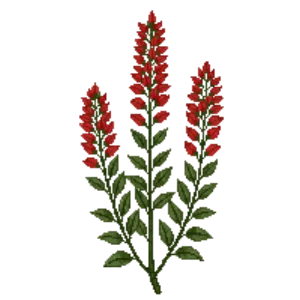 Illustration of Bottlebrush 'Little John'