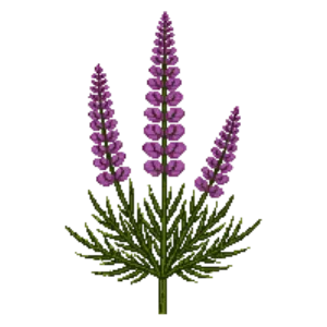 Illustration of Scottish Heather