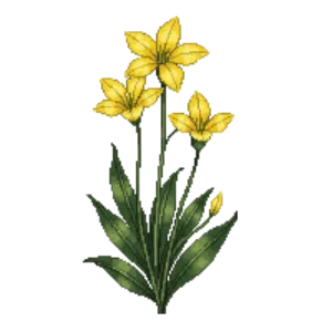Illustration of Yellow Mariposa Lily